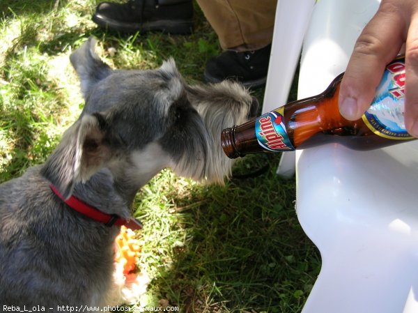 Photo de Schnauzer nain