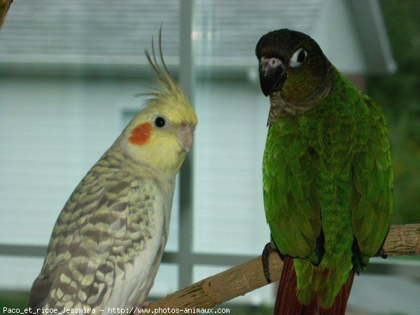 Photo de Races diffrentes