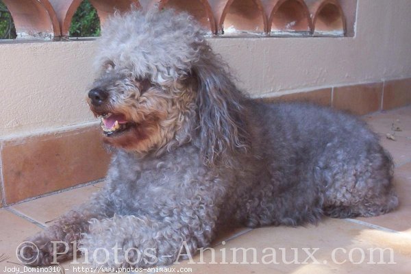 Photo de Caniche moyen