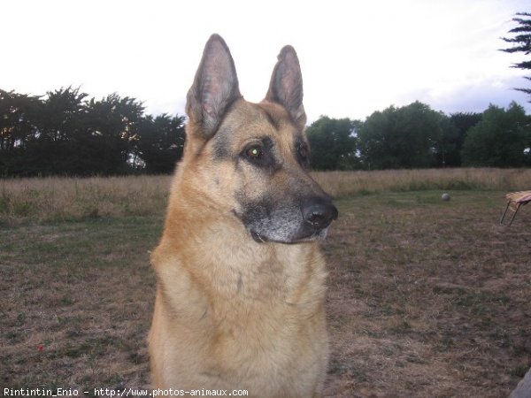 Photo de Berger allemand  poil court