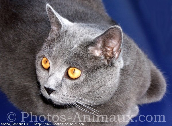 Photo de Chartreux