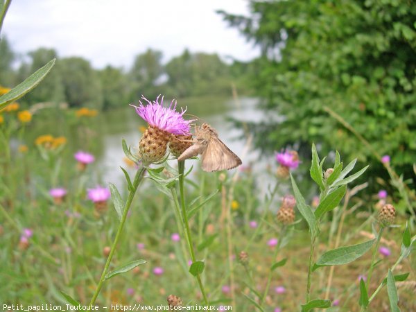 Photo de Papillon