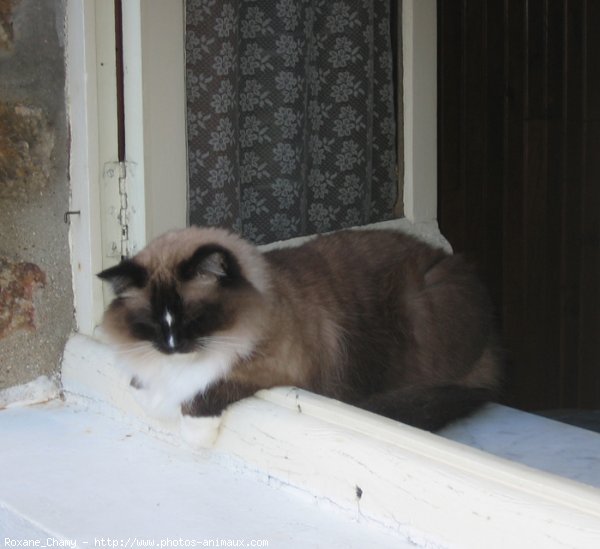 Photo de Ragdoll