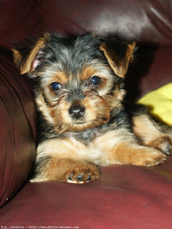 Photo de Yorkshire terrier