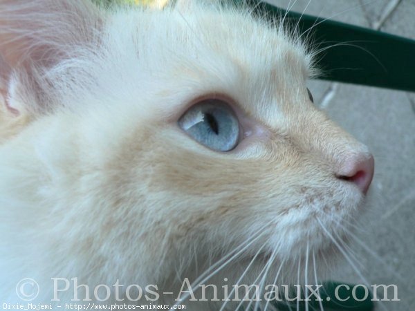 Photo de Ragdoll