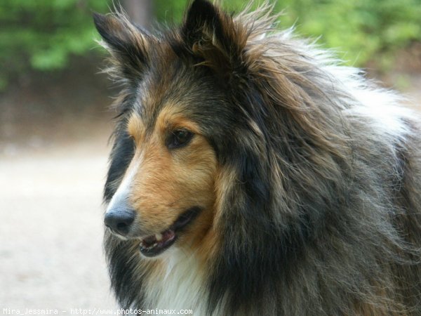 Photo de Chien de berger des shetland