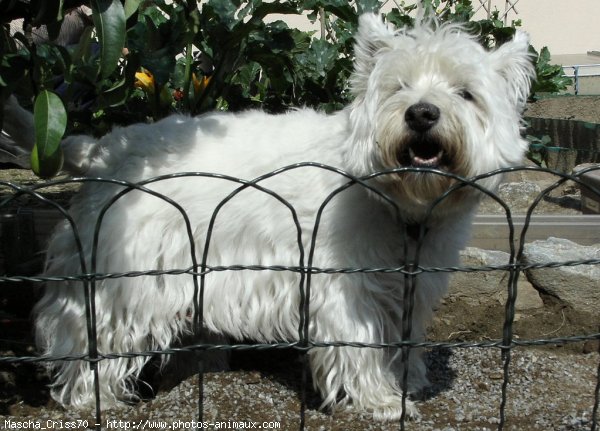 Photo de West highland white terrier