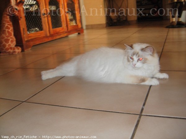 Photo de Ragdoll