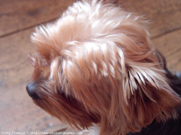 Photo de Yorkshire terrier