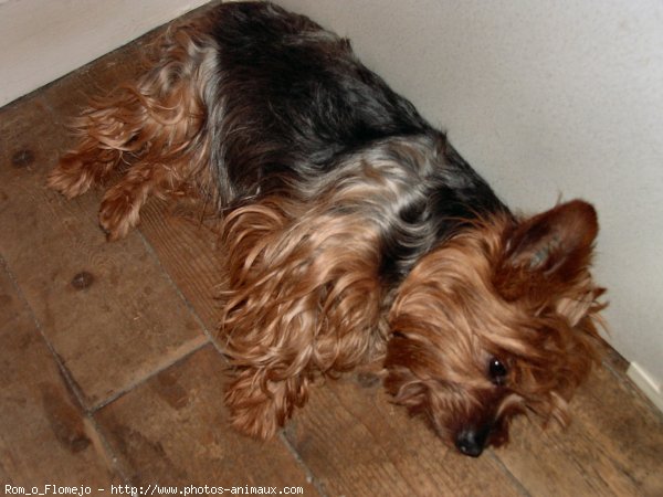 Photo de Yorkshire terrier