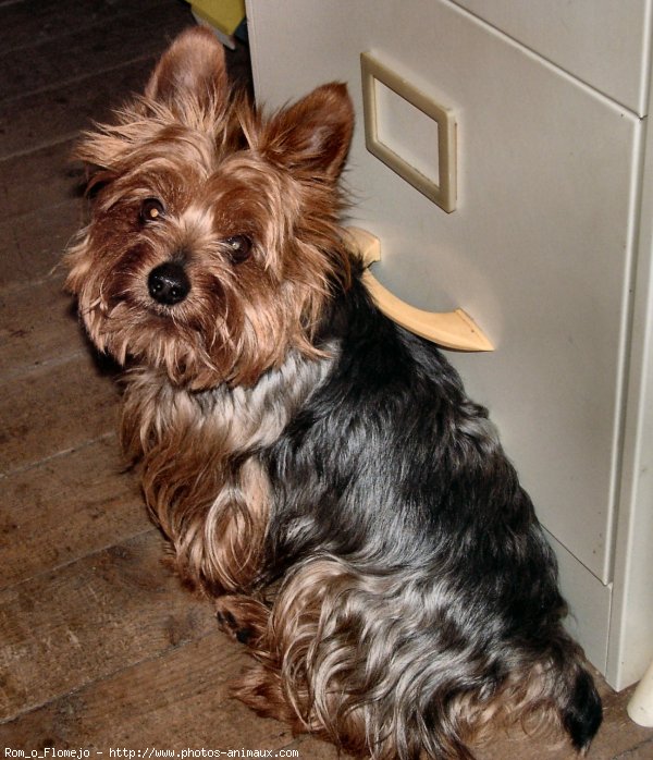 Photo de Yorkshire terrier