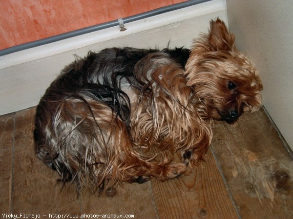 Photo de Yorkshire terrier