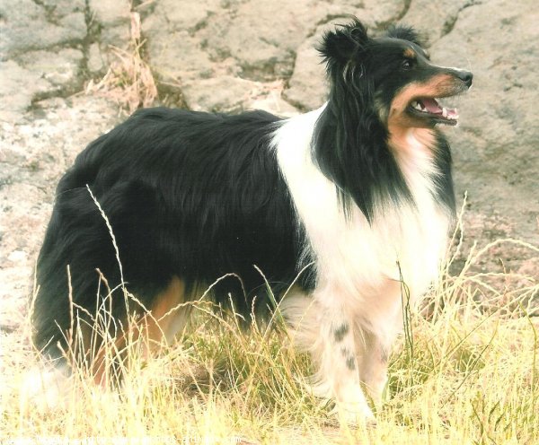 Photo de Chien de berger des shetland