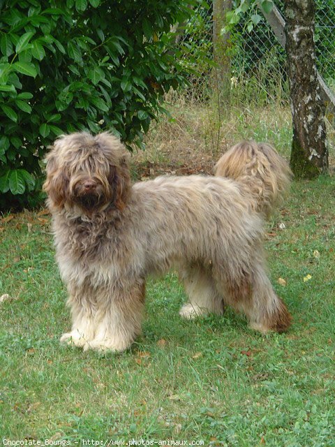 Photo de Chien de berger de la serra aires