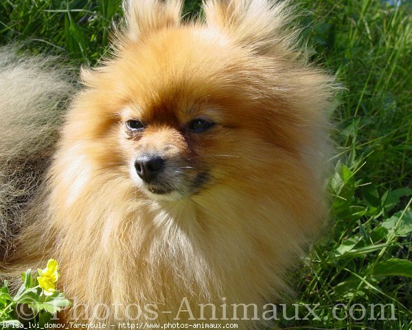 Photo de Spitz moyen