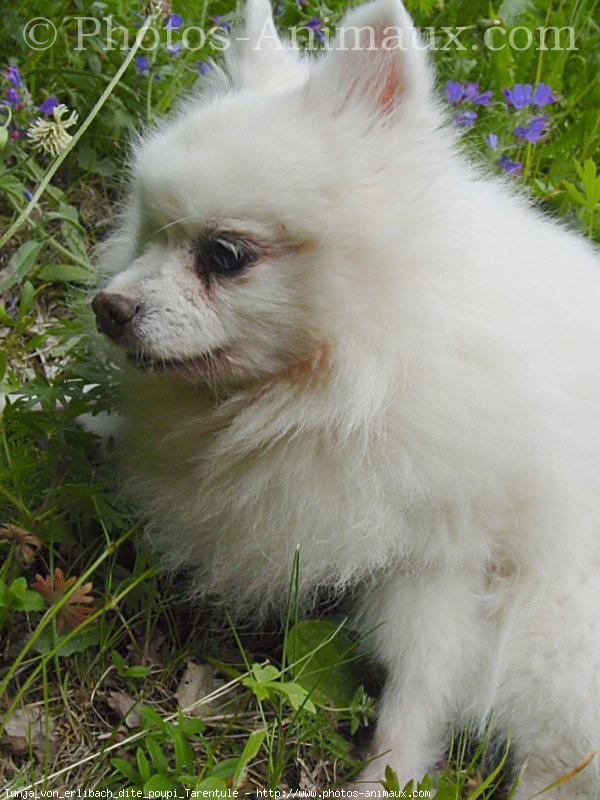 Photo de Spitz moyen