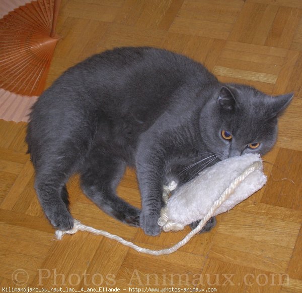 Photo de Chartreux