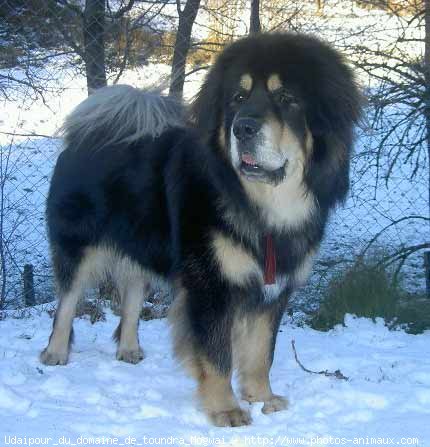 Photo de Dogue du tibet