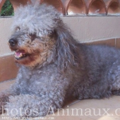 Photo de Caniche moyen