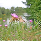 Photo de Papillon