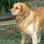 Photo de Golden retriever