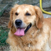 Photo de Golden retriever