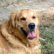 Photo de Golden retriever