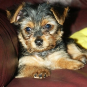 Photo de Yorkshire terrier