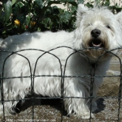 Photo de West highland white terrier