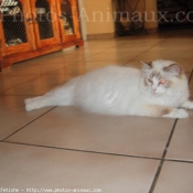 Photo de Ragdoll