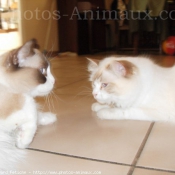 Photo de Ragdoll