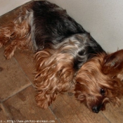 Photo de Yorkshire terrier