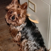 Photo de Yorkshire terrier