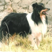 Photo de Chien de berger des shetland