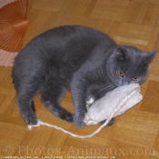 Photo de Chartreux