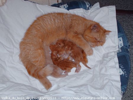 Photo d'Exotic shorthair