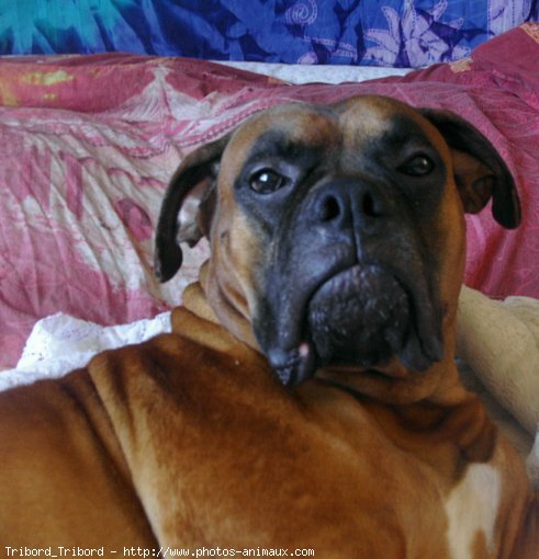 Photo de Boxer