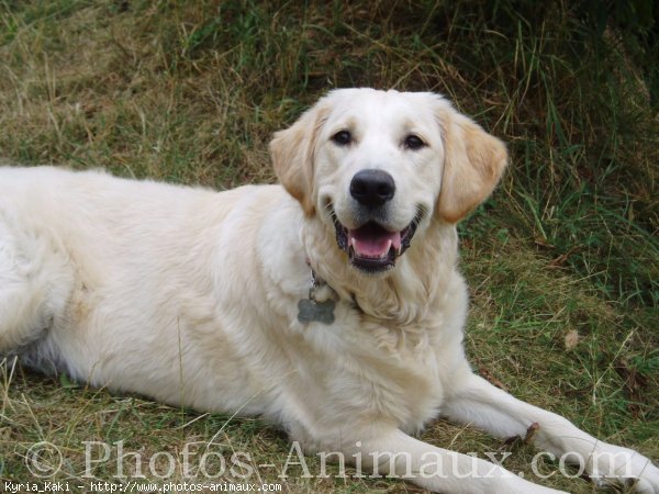 Photo de Golden retriever