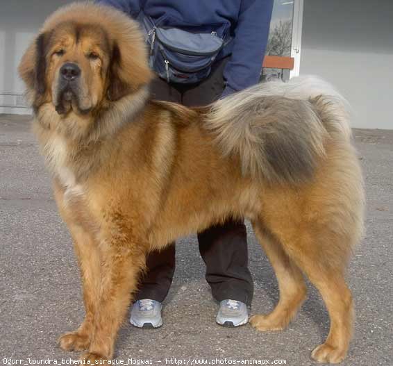 Photo de Dogue du tibet