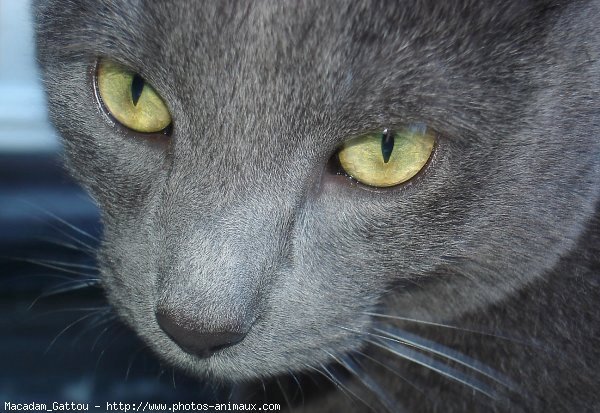 Photo de Chat domestique