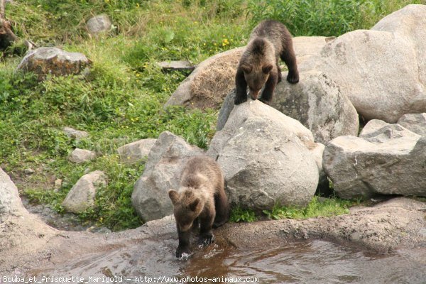 Photo d'Ours