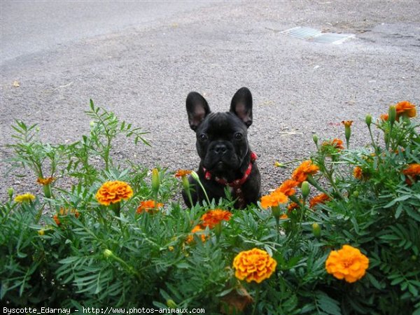 Photo de Bouledogue franais