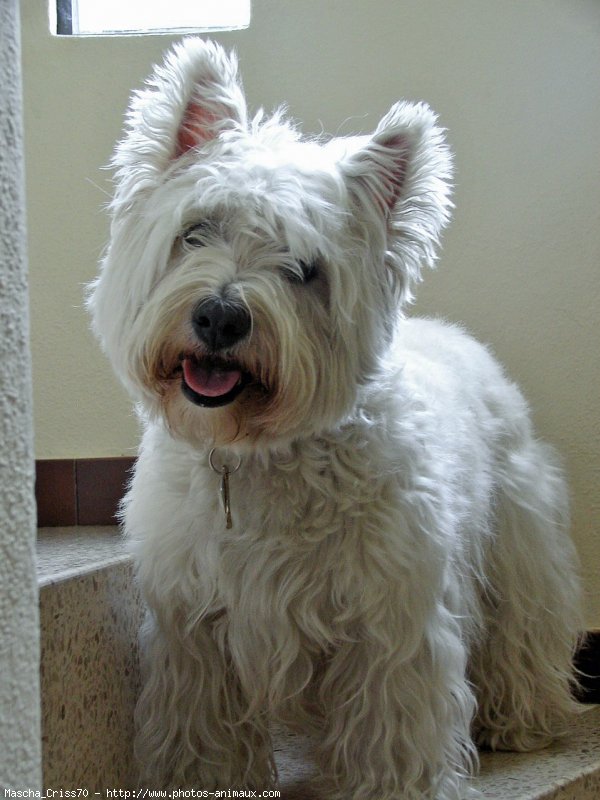 Photo de West highland white terrier