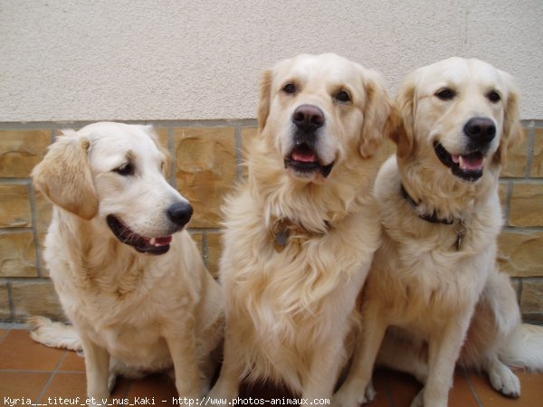 Photo de Golden retriever