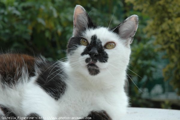 Photo de Chat domestique