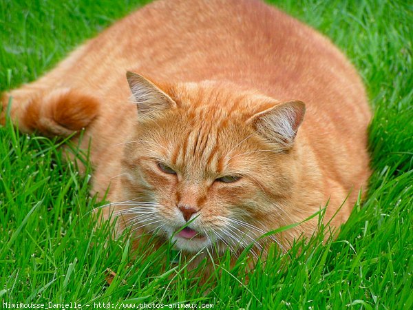 Photo de Chat domestique