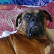 Photo de Boxer