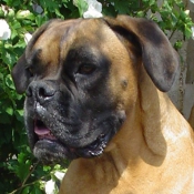 Photo de Boxer