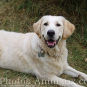 Photo de Golden retriever