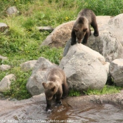 Photo d'Ours